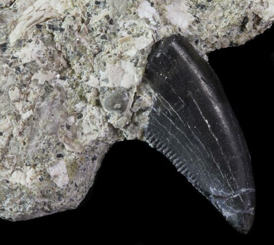 Serrated Theropod Tooth Still In Rock - Montana #67774